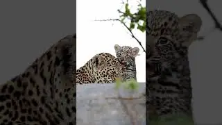The River Rocks female with one of her cubs 