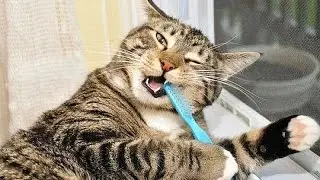 КОШКА ЗАГРЫЗЛА ПАЛКУ !!!!!