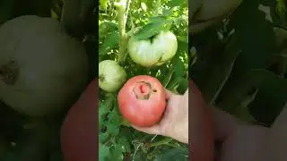 Как растут помидоры без полива и удобрений. 25 июля 2024 г. Курская область.