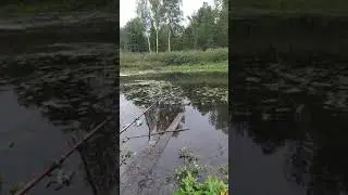 Fishing in the swamp. Autumn has come beautifully around 