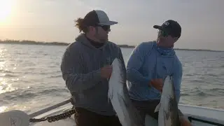 Big Blue Wild