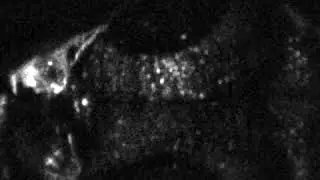 Long-term 2-photon camera-based lightsheet microscopy of live zebrafish
