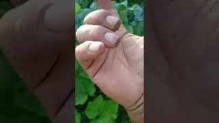 ORTO BIORTO BIOLOGICO INTENSIVO.......COME FARE...?🤠
