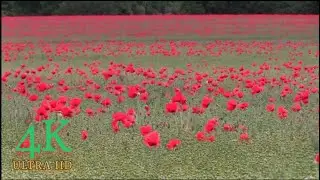 Beautiful nature and soft music / Natural views 4k
