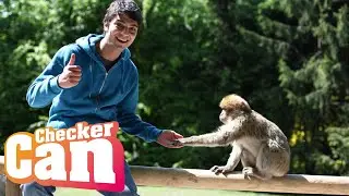 Der Affen-Check | Reportage für Kinder | Checker Can