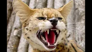 My Cat Wants to KILL Me!!