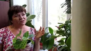 СЕКРЕТ успешного ВЫРАЩИВАНИЯ  МАРАНТОВЫХ в засушливых КОМНАТНЫХ  УСЛОВИЯХ.