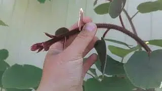 Киви на Кубани