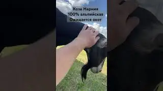 Коза Нарния