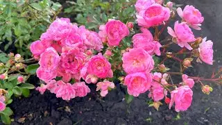 A LARGE ROOTING OF ROSE CUTTINGS! Enough for a new rose garden!