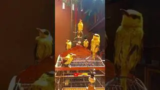 Hobi burung kepodang #shorts #kepodangemasgacor #kicaumania #gogorsutrisnonnzz