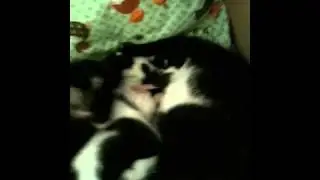 Der kleine Nachwuchs