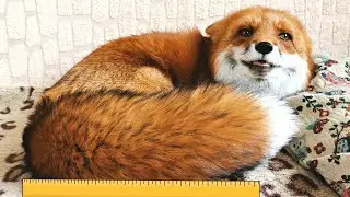 [English Subtitles] Red Fox Tail Length | Fox Facts Checking