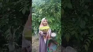 metik belimbing dikebun bude #belimbing