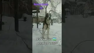 Арктическая тоска