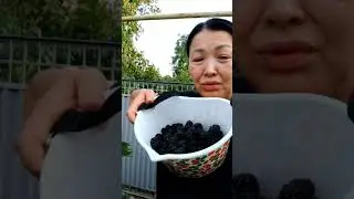 Собираем ЕЖЕВИКУ В СВОЕМ САДУ 🍇