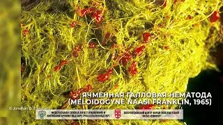 Ячменная галловая нематода (Meloidogyne naasi Franklin, 1965)