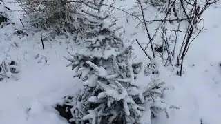 MAY 19 SNOWFALL AND FROST IN THE NOVOSIBIRSK VILLAGE!!!