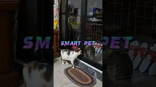 OUR PET OPEN SLIDING DOOR/HOW SMART OUR BEN/ITS A PET 