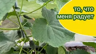 Любимый огурец для теплицы / и старый сорт земляники