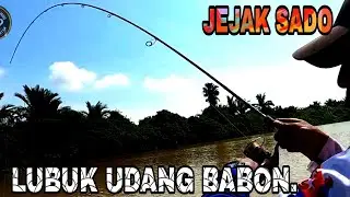 Mancing Udang.Lubuk Lama Jadi Pilihan Udang Galah BABON Buat Sarang.#shrimp,#prawns,#fishing