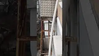 Коронавирус странное повидение птиц.