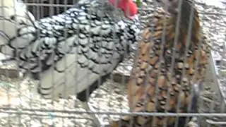#myyearonyoutube animals | galline di razza 6  fiera uccelli