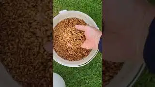 1 часть.Чистая и пророщенная пшеница и ячмень голубям .