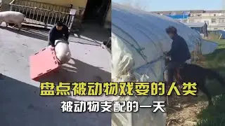 盘点被动物戏耍的人类！原来人类也有被动物支配的时候，笑不活了