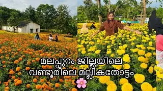 മലപ്പുറം ജില്ലയിലെ വണ്ടൂരിലെ മല്ലികതോട്ടം🌸#wandoor #flowers #naturelovers #minivlog #nilambur 