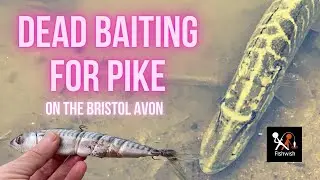 Searching out river pike