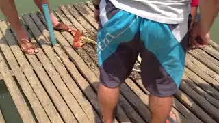 настоящая рыбалка сом 15 кг!