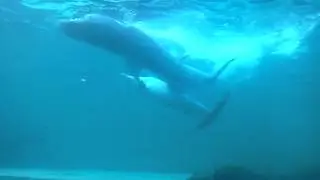 DOLPHIN PORN