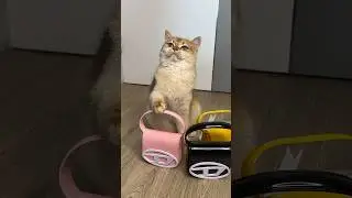 My cat Nika wanted the same handbag as mine #cat #cats