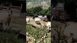 быки Шароле .Гергебиль .Дагестан .Манас