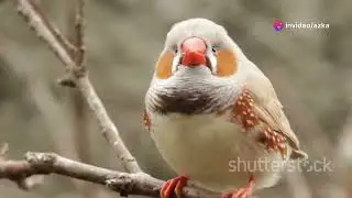 The Scarlet Myzomela: Nature's Red Jewel