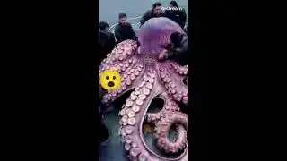 Join and Subscribe Huge Octopus