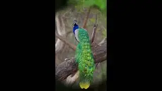 What do birds do in the forest