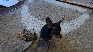 Russian Toy Terrier - a cat ?!