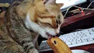 Кошка ест сухарь