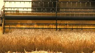 Wheat Harvest. Stock Footage
