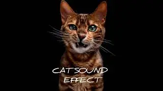 CAT SOUND EFFECT