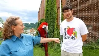 Rehoming Santina - Adopting Out Green Winged Macaw