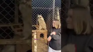 Когда играет татарская музыка🦝💃