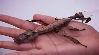 UCR Entomology Presentation