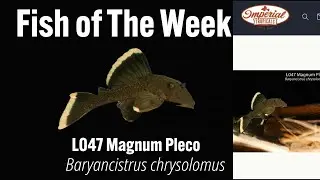 L047 Magnum Pleco  Baryancistrus chrysolomus #imperialtropicals #fishaquarium #fish