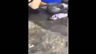 Собака пытается спасти рыбу выброшенную на берег!