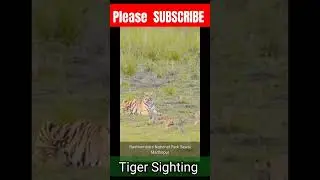 Tiger Sighting at Ranthambore National Park | Tiger Safari in Ranthambore | Tiger in Ranthambhore
