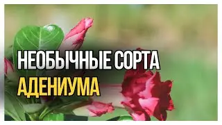 Коллекционируйте экзотические растения