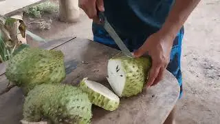 May hinog na nman po ang puno ng guyabano.Kaya atin nmang akyatin at pitasin!